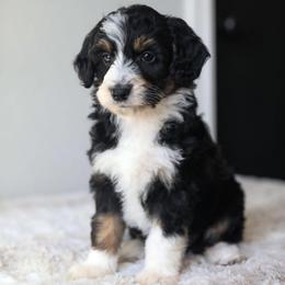 Dahlia - Black tri-color female Aussiedoodle puppy in Tonopah, Arizona from Kae's Kennels
