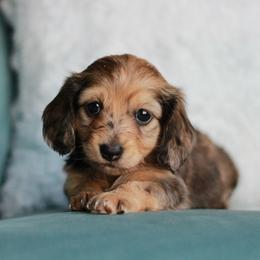 Tiger AKC 4200 - Dapple female Dachshund puppy in Krum, Texas from Tired Chef Dachshunds