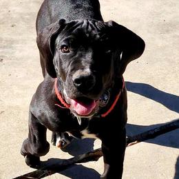 Black Velvet- Red and pink female - Boerboel puppy in Royse City, Texas from Leontix Boerboels