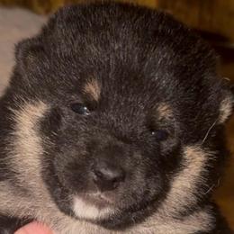 Lego - Black and tan male Shiba Inu puppy in Clewiston, Florida from Animal Farm Shiba Inus & Mameshibas