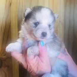 Neeko - Gray and white male Siberian Husky puppy in Thomasville, Georgia from Southern Blues Siberian Huskies