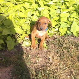 Boomer - Rd whtn blk nose male Rhodesian Ridgeback puppy in Carney, Oklahoma from River Run Parson Russell terriers & River Run Ridgebacks