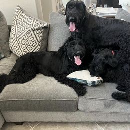 Giant Schnauzers and Miniature Schnauzers from K & S Schnauzers