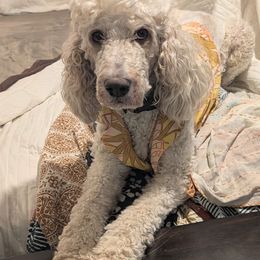 Petey - Poodle