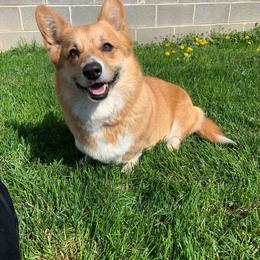 Kisses - Pembroke Welsh Corgi