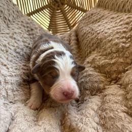 Louie - Red tri-color male Australian Shepherd puppy in Grants Pass, Oregon from Carmel Mountain Aussies