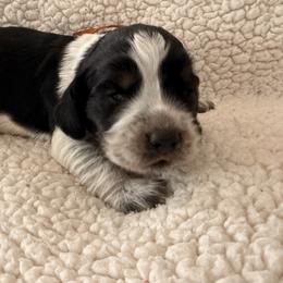 Exes Orange boy - Black white and tan male English Springer Spaniel puppy in Cleburne, Texas from Powers English Springer Spaniels