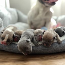 French Bulldog puppies from The Frenchie Farm