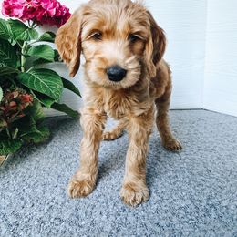 Thackery Earwicket, aka the March Hare - Apricot male Goldendoodle puppy in Everett, Washington from Big Top Doodles