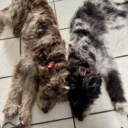 Bordoodle and Labradoodle Puppies from Howdy Doodles