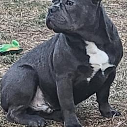 French Bulldog Puppies from Sun City Kennels