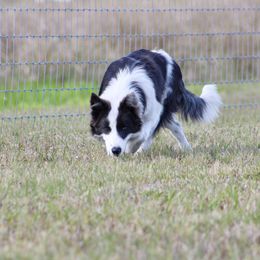 American Corgi, Border Collie, and Pembroke Welsh Corgi Puppies from Cowtown Corgis & Border Collies