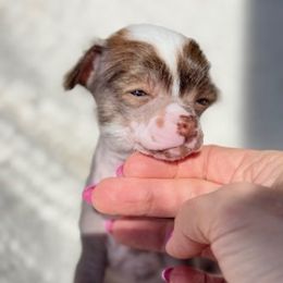 Chinese Crested Puppies from Royal Chinese Crested