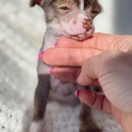 Chinese Crested Puppies from Royal Chinese Crested