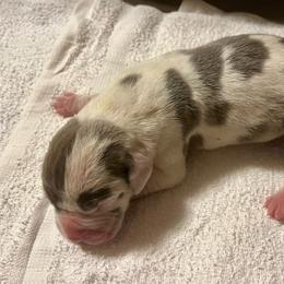 Baltar - Blue and white male Great Dane puppy in Marlow, New Hampshire from Fox Hill Danes