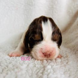 BG2 - Liver white and tan female English Springer Spaniel puppy in Britton, South Dakota from K&S Canines