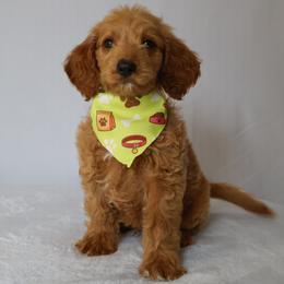 Charlie - Apricot male Goldendoodle puppy in Apopka, Florida from Rae Precious Puppies