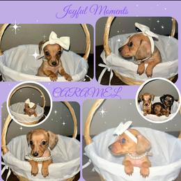 Dachshund Puppies from Dachshund's Castillo Tx