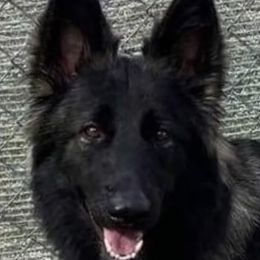 Scarlet - Shiloh Shepherd