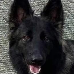 Scarlet - Shiloh Shepherd
