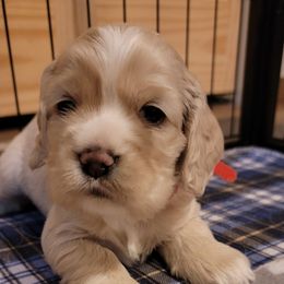 Cocker Spaniel Puppies from Kellie's Cocker Spaniels