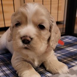 Cocker Spaniel Puppies from Kellie's Cocker Spaniels