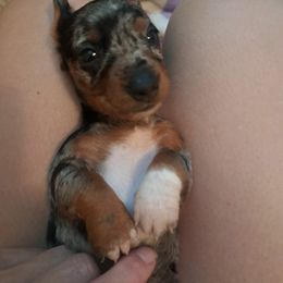 Baby Girl 1 - Dapple female Dachshund puppy in Buffalo, New York from Westside Doxies