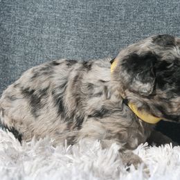 Aussiedoodle Puppies from Stephanie Taylor