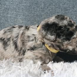 Aussiedoodle Puppies from Stephanie Taylor