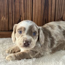 Oliver - Fawn (isabella) and tan male Dachshund puppy in Newport, Tennessee from Justice Doxies