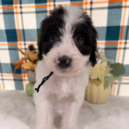 Lamborghini - Black and white male Bernedoodle puppy in Luana, Iowa from Country View Bernedoodles and Goldendoodles