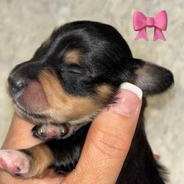 G1 - Black and cream female Dachshund puppy in Rutherfordton, North Carolina from Mountain Farm Dachshunds