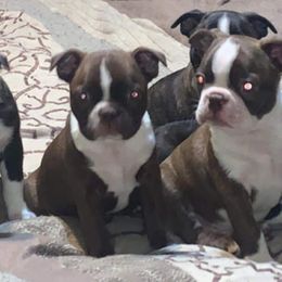 Boston Terriers from Country Loving Bostons
