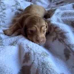 Benny - Cream male Dachshund puppy in Magnolia, Texas from Carrie’s Countryside Dachshunds