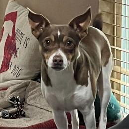 Sister - Rat Terrier