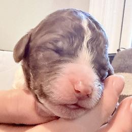 Churro - Parti male Goldendoodle puppy in Wake Forest, North Carolina from Wake Forest Darling Doodles