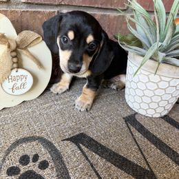 Ruger - Black and cream male Dachshund puppy in Keota, Oklahoma from Skyview Doxie Ranch