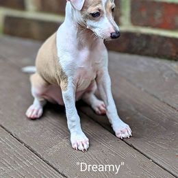 Italian Greyhound Puppies from Alura Italian Greyhounds