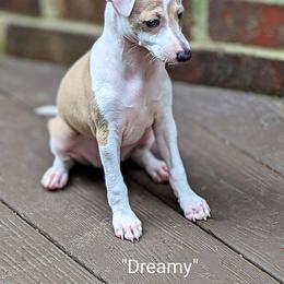 Italian Greyhound Puppies from Alura Italian Greyhounds