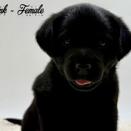 Pink - Black female Labrador Retriever puppy in San Diego County, California from Travis’ Chocolate Labradors