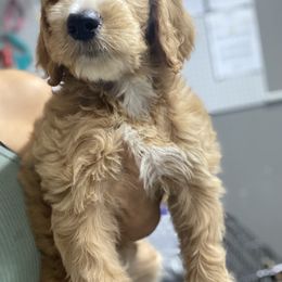 Goldendoodle Puppies from Totally Texas Doodles