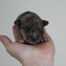 Rocco - Merle male Chihuahua puppy in Willamina, Oregon from Cherished Chihuahuas