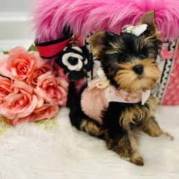 Yorkshire Terrier Puppies from Green Mountain Designer Yorkies