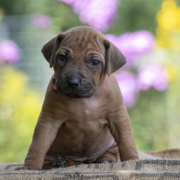 Girl 1 - Red wheaten female Rhodesian Ridgeback puppy in Hillman, Minnesota from Rhoxwood Kennel