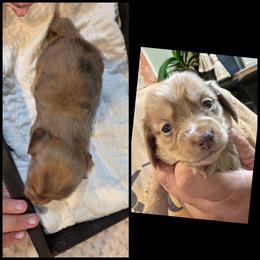 Cream Dapple - Dapple male Dachshund puppy in Panama City Fl, Florida from Southern Bliss Doxies