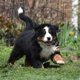 Bernese Mountain Dog Puppies from Brookwood Bernese Mountain Dogs