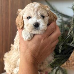 Blue boy - Buff and white male Cockapoo puppy in Rigby, Idaho from Elkington Family Farms LLC