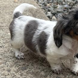 Dachshunds from Double B Dachshunds
