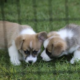 Pembroke Welsh Corgi Puppies from Mountain Maryland Corgis