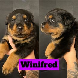 Winifred - Rottweiler puppy in North Carolina from Wild Gnome Kennel